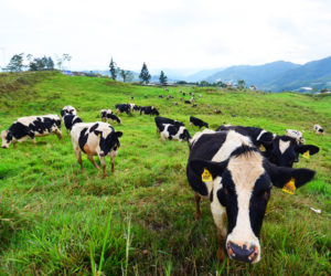 Desa Cattle, Ranau